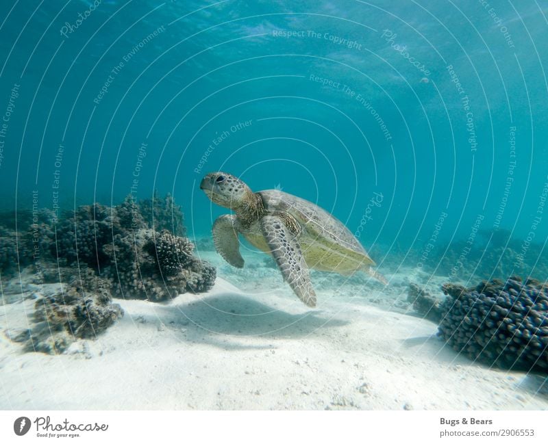 Grüne Meeresschildkröte Natur Riff Korallenriff Tier Wildtier Aquarium Zufriedenheit Weisheit Abenteuer Schildkröte Grüne Meeresschildkörte Australien