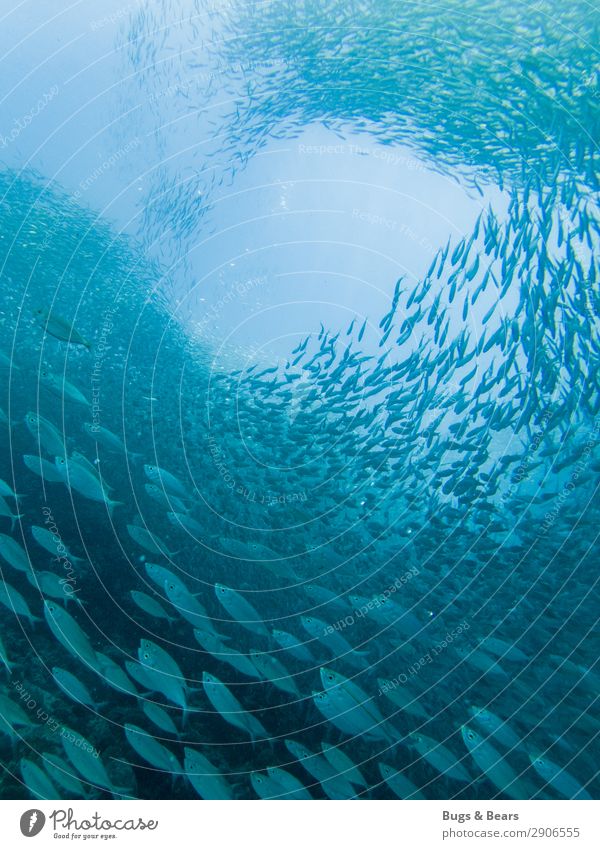 Sardinenschwarm Umwelt Natur Wasser Korallenriff Meer Fisch Aquarium Tiergruppe Schwarm Abenteuer Fischschwarm Formation Spirale blau Pazifik tauchen