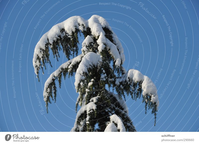 Ich mach mal auf Trauerweide Umwelt Natur Pflanze Himmel Wolkenloser Himmel Winter Schönes Wetter Eis Frost Schnee Baum blau schwer Schwerkraft Tanne Nadelbaum