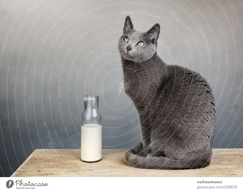 Stilleben mit der Katze Milch Tier Haustier 1 Flasche Milchflasche Holz beobachten entdecken Erholung glänzend leuchten Blick sitzen elegant Freundlichkeit