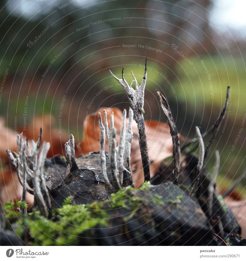 mykophiles mimikry Natur Pflanze Urelemente Erde Wald ästhetisch schön einzigartig klein Pilz Horn Hirsche Holz Unschärfe Überleben unzerstörbar Mimikry