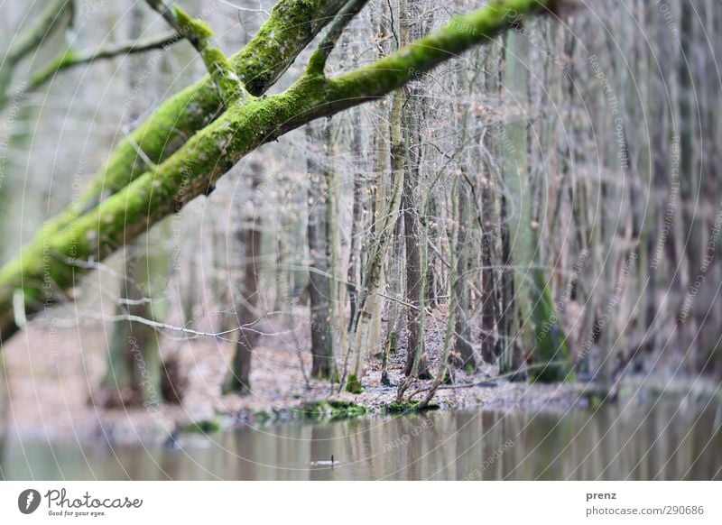 250 Umwelt Natur Landschaft Pflanze Wasser Baum Wald grau grün Tilt-Shift Sumpf Reflexion & Spiegelung Farbfoto Außenaufnahme Menschenleer Tag Unschärfe
