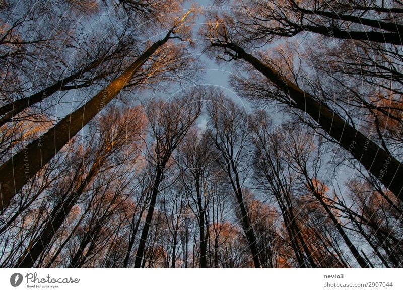 Kahle Bäume Natur Landschaft Baum Nutzpflanze alt dunkel wild Wald Waldlichtung Waldrand Forstwirtschaft Forstwald Silhouette Sonnenlicht Abendsonne Wärme