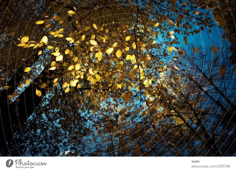 Flitter-Glitter Nachtleben Feste & Feiern Herbst Blatt Wald glänzend leuchten außergewöhnlich dunkel schön blau gelb Herbstlaub Herbstbeginn herbstlich