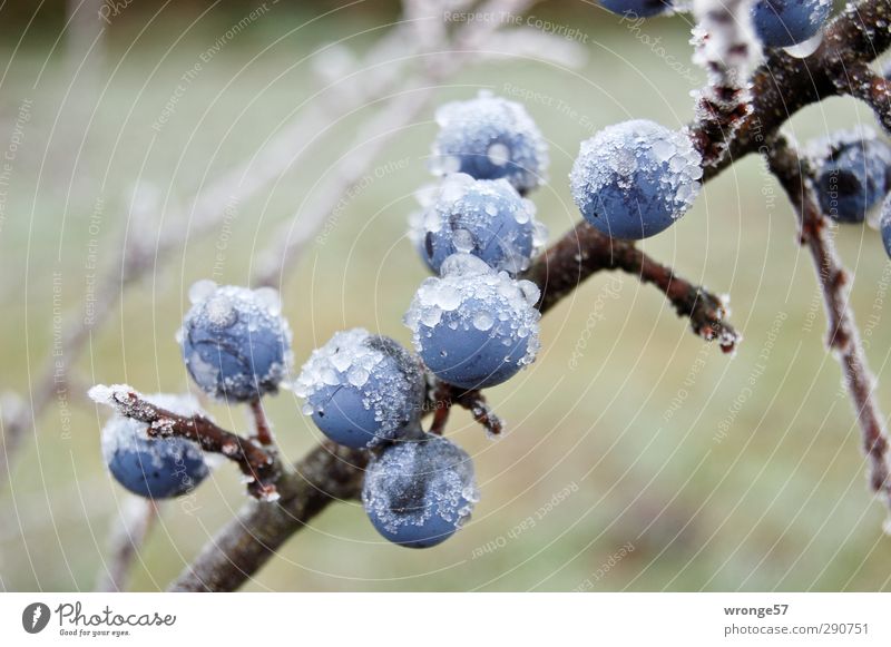 Eisschlehen Natur Pflanze Winter Frost Sträucher Wildpflanze Schlehen Frucht blau Schwarzdorn Steinfrüchte Steinobstgewächse Raureif Farbfoto Außenaufnahme