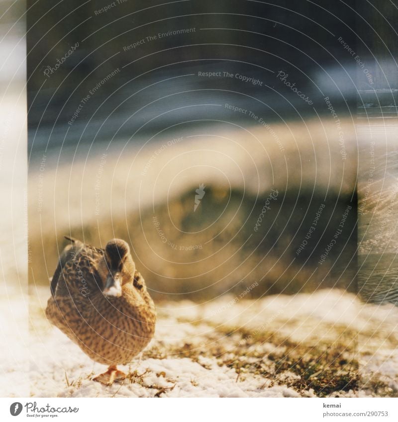 Auf einem Bein gut stehen können Winter Schönes Wetter Eis Frost Pflanze Gras Tier Wildtier Vogel Tiergesicht Ente Schnabel Weibchen 1 Blick Warmherzigkeit