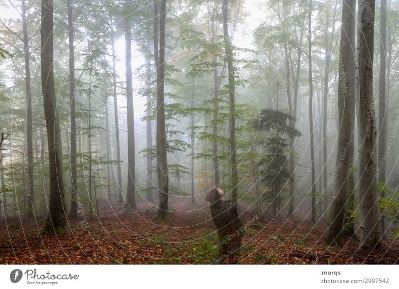 Durchatmen Ausflug Mensch Mann Erwachsene 1 Umwelt Natur Landschaft Urelemente Herbst Nebel Baum Waldboden Erholung genießen Blick stehen Umweltschutz