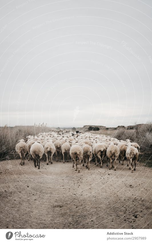 Schafe, die auf der Straße gehen. Wolle Tier Landschaft Schafherde Berge u. Gebirge Sommer laufen Herde Natur sich[Akk] ereignend Block Hintergrundbild