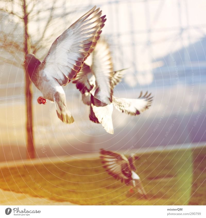 Away We Fly. Kunst ästhetisch fliegen fliegend Vogel Taube Vögel füttern Feder Flügel Luft Stadt erschrecken Flucht Tier Farbfoto Gedeckte Farben Außenaufnahme