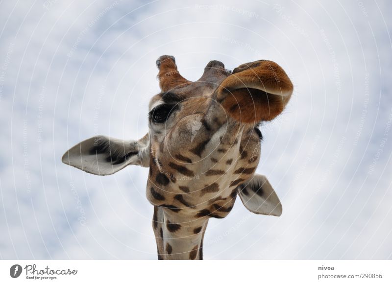 Langhals Ausflug Zoo Himmel Wolken Sommer Schönes Wetter Tier Streichelzoo Giraffe 1 entdecken Essen füttern Blick ästhetisch dünn elegant Freundlichkeit