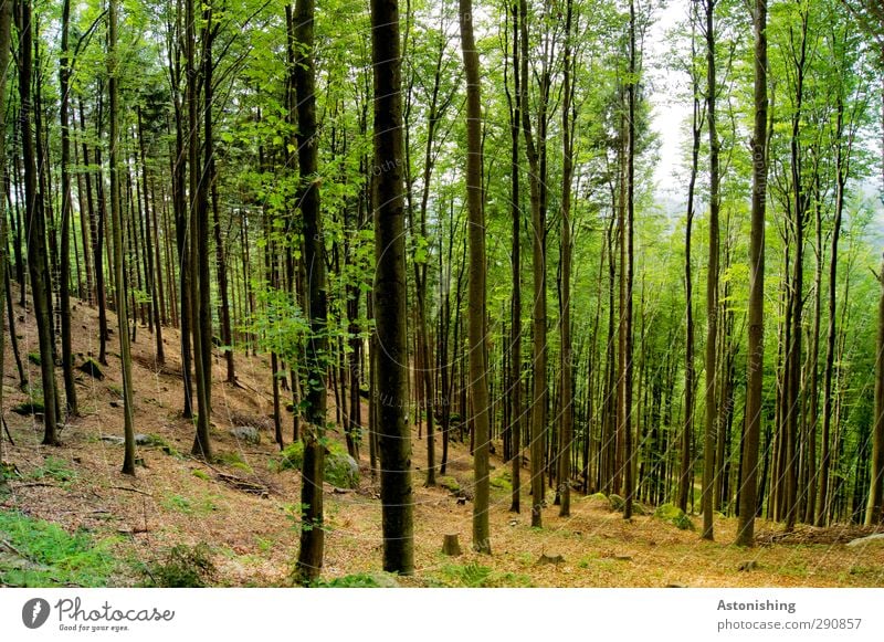 Wald Umwelt Natur Landschaft Pflanze Himmel Sommer Klima Wetter Schönes Wetter Wärme Baum Gras Sträucher Moos Blatt Grünpflanze Hügel Felsen stehen dünn hoch