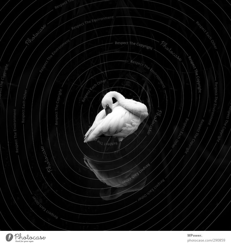 im dunkeln stehen gelassen Tier Wildtier 1 schwarz Pelikan Vogel Reflexion & Spiegelung Wasser Feder Zoo Hals Schnabel Einsamkeit Flamingo Schwan