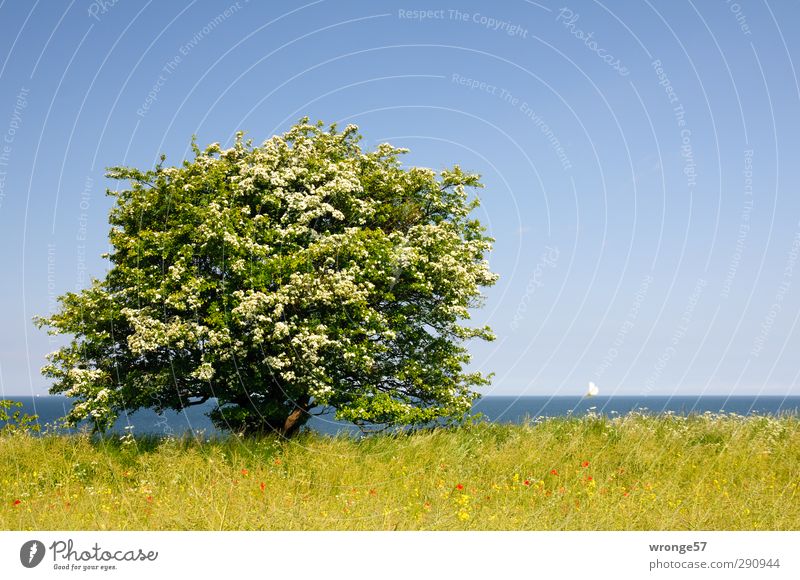 Frühsommer an der See Ferien & Urlaub & Reisen Tourismus Ferne Sommer Meer Natur Landschaft Pflanze Himmel Wolkenloser Himmel Horizont Schönes Wetter Baum