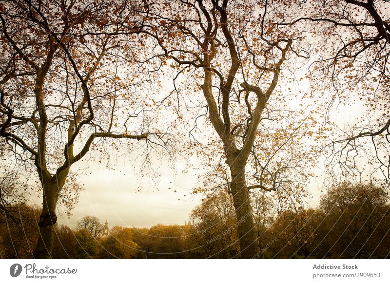 Landschaft des Herbstparks Park Rasen Blatt getrocknet Baum Sonnenstrahlen Tag Taube schwebend Natur Himmel ruhig Gelassenheit friedlich Menschenleer Vogel