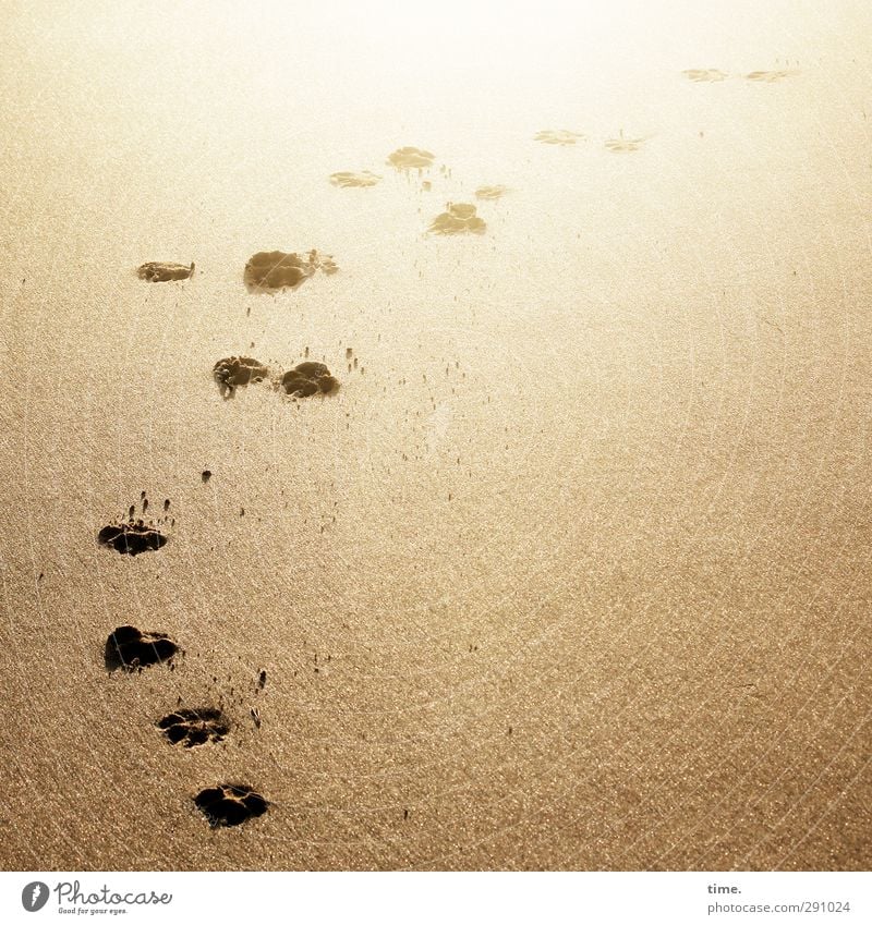 Lebenslinien #57 Umwelt Sand Schönes Wetter Küste Strand Spuren Fährte laufen elegant heiß Originalität sportlich gelb gold Abdruck Farbfoto Außenaufnahme