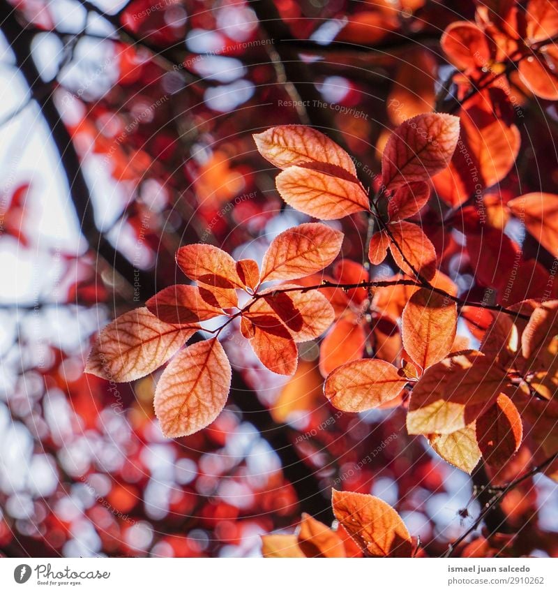 rote Baumblätter im Frühjahr Ast Blatt Natur abstrakt Konsistenz Außenaufnahme Hintergrund neutral Beautyfotografie zerbrechlich Frühling Herbst Winter