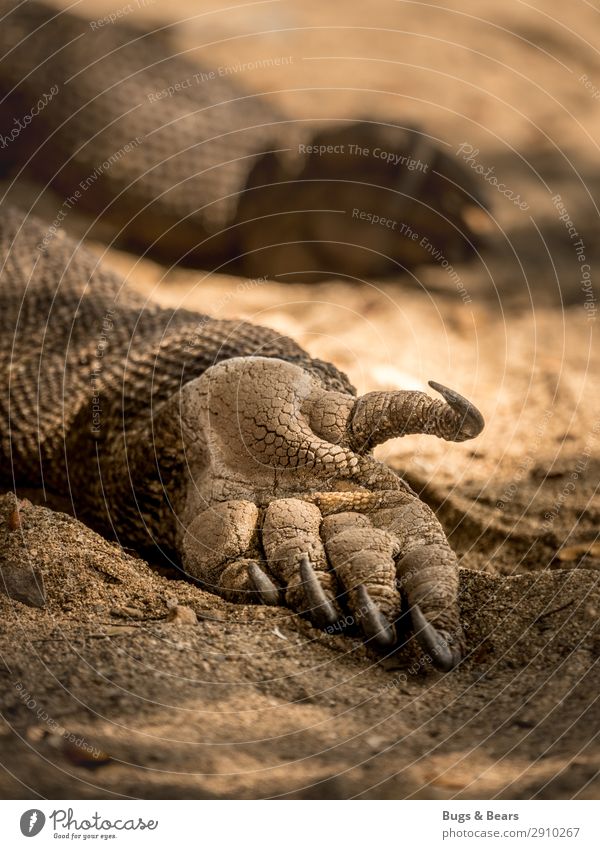 Der letzte Drache Hand Urelemente Erde Sand Tier Wildtier Schuppen Krallen Pfote schlafen Abenteuer Kraft Warane Reptil Indonesien Reisefotografie liegen