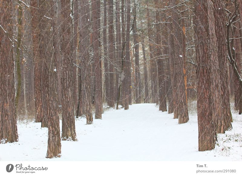 Winterwald Umwelt Natur Landschaft Pflanze Urelemente Schnee Baum Wald Einsamkeit Farbfoto Außenaufnahme Menschenleer Tag