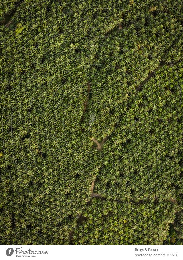 Palmöl Umwelt Natur Landschaft Pflanze Klima Klimawandel Wald Urwald bedrohlich Palme Monokultur Borneo Malaysia Plantage Umweltschutz Artenreichtum Artenschutz