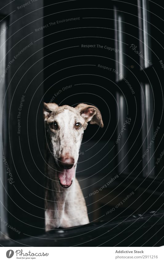 Süßer Hund schaut durchs Fenster. heimwärts Glas Haustier Reinrassig spanischer Windhund Tier heimisch warten anschauend Freundschaft gehorsam loyal Galgo