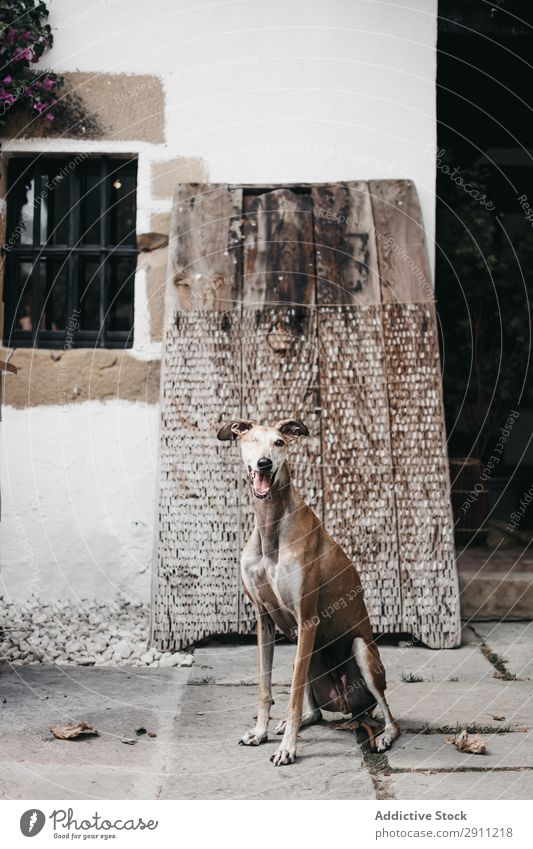 Lustiger Hund in der Nähe eines schäbigen Gebäudes auf der Straße. Straßenbelag lustig spanischer Windhund Reinrassig Tier Haustier verwittert Galgo Außenseite