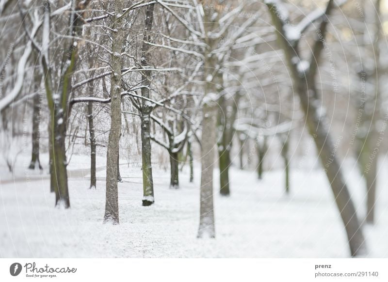 morgens im park Umwelt Natur Landschaft Pflanze Winter Schnee Baum Park grau weiß Wege & Pfade Spazierweg Ast Tilt-Shift Farbfoto Außenaufnahme Menschenleer