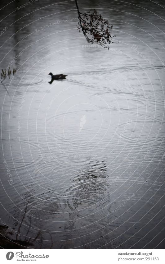 so boring at the lake Wasser Herbst schlechtes Wetter Regen Seeufer Teich Ente 1 Tier Armut bedrohlich dunkel einfach trist grau schwarz Langeweile Traurigkeit