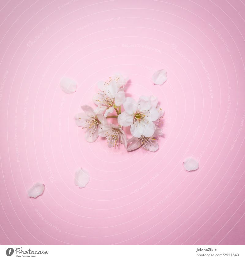 Frühlingsblüte auf rosa Hintergrund Design schön Sommer Dekoration & Verzierung Muttertag Ostern Hochzeit Natur Pflanze Baum Blume Blüte einfach frisch hell