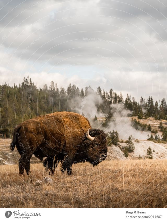 Yellowstone Umwelt Natur Landschaft Urelemente Wolken Klima Wärme Vulkan Tier Wildtier Herde Abenteuer Ferien & Urlaub & Reisen Sicherheit Kraft Bison Büffel