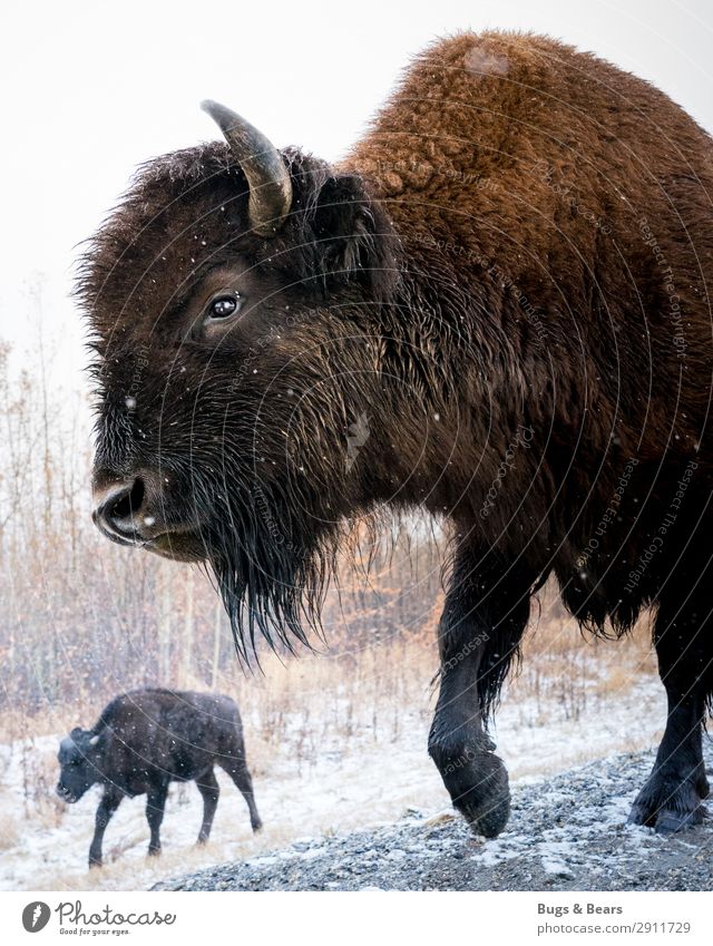 Wood Bison Tier Wildtier außergewöhnlich Abenteuer Büffel Kanada Alaska Winter Tierliebe Horn stark Natur Schnee Arktis Reisefotografie Schnauze Fell Wärme