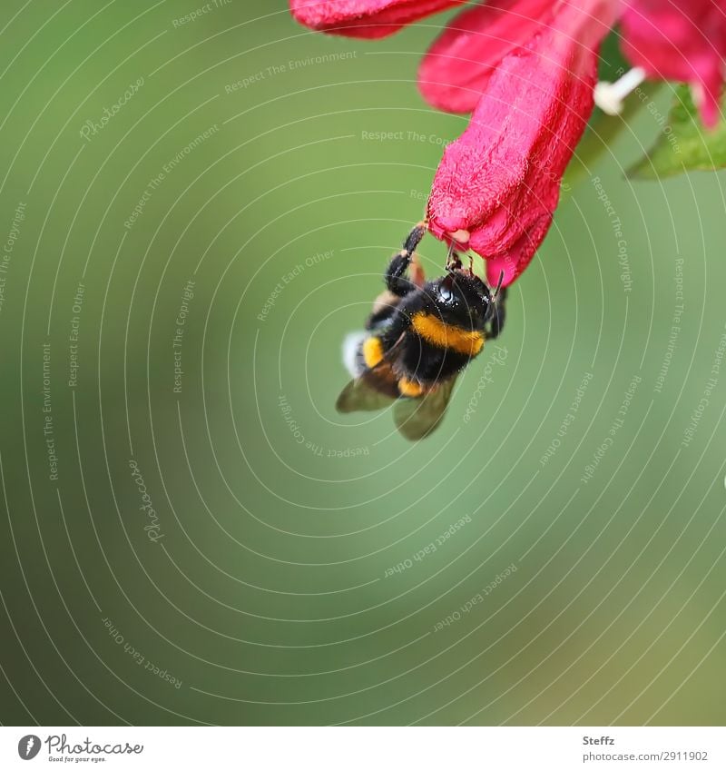 eine Hummel hängt kopfüber Bombus Hummel auf Blüte leicht Leichtigkeit Blütenblatt hängen Idylle hängend kopfvoran andocken Mai Ausdauer rote Blütenblätter