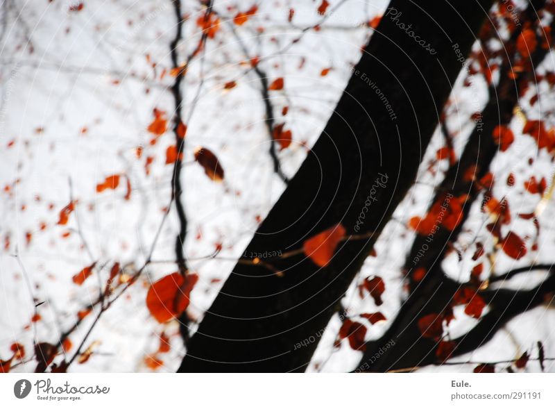 Herbstwirbel Baum Blatt frei wild braun orange Gefühle Stimmung schön Leben chaotisch Energie Inspiration Leidenschaft Natur Verwirbelung Farbfoto Außenaufnahme