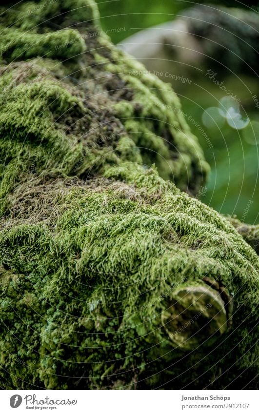 Moos an einem Baum wandern Natur Landschaft grün Edinburgh Großbritannien Pentland Hills Schottland Struktur Nationalpark Moosteppich Baumrinde bewachsen weich