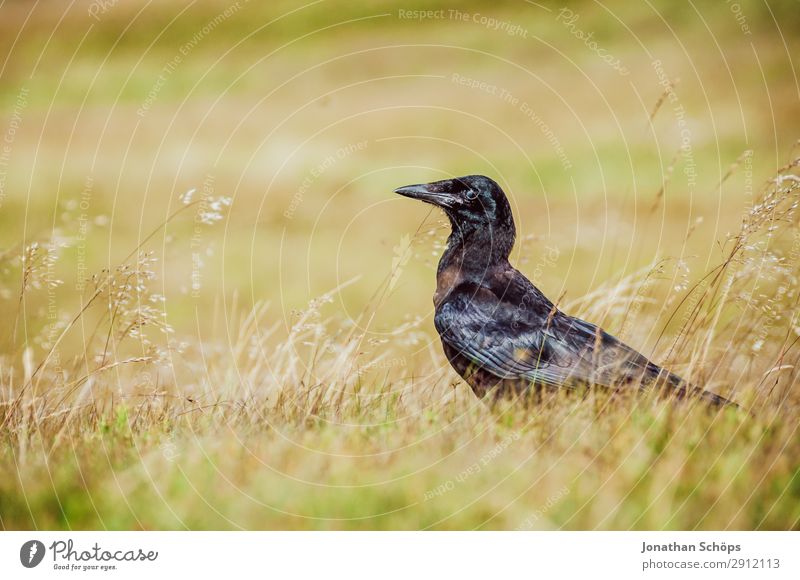 Ein Rabe ging im Feld spazieren Natur Tier Gras Wiese Vogel 1 braun grün schwarz Edinburgh Großbritannien Rabenvögel Schottland Zoomeffekt Außenaufnahme