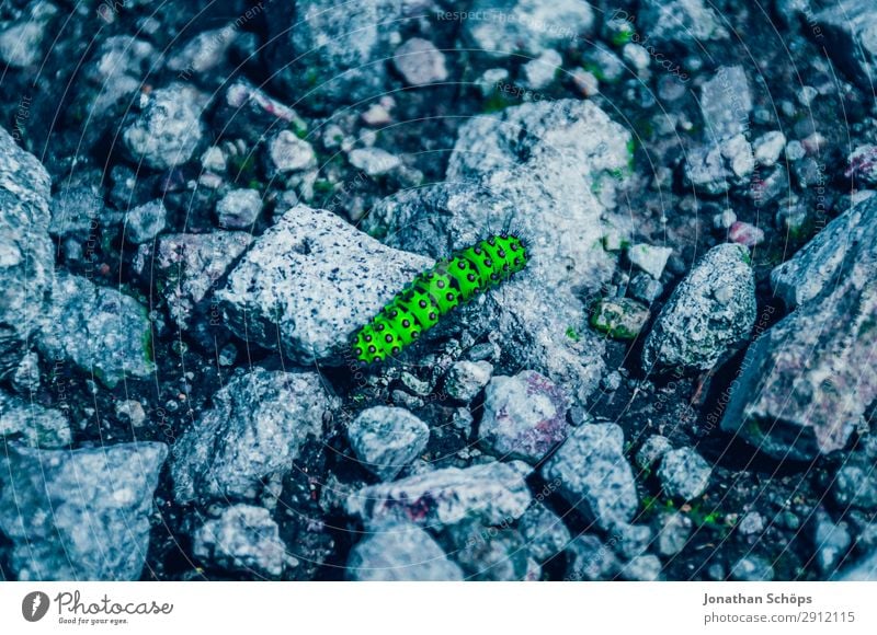 Nahaufnahme einer grünen Raupe auf einem Stein Natur Tier 1 kalt blau Edinburgh Großbritannien Schottland Insekt neonfarbig hellgrün leuchten krabbeln Kontrast