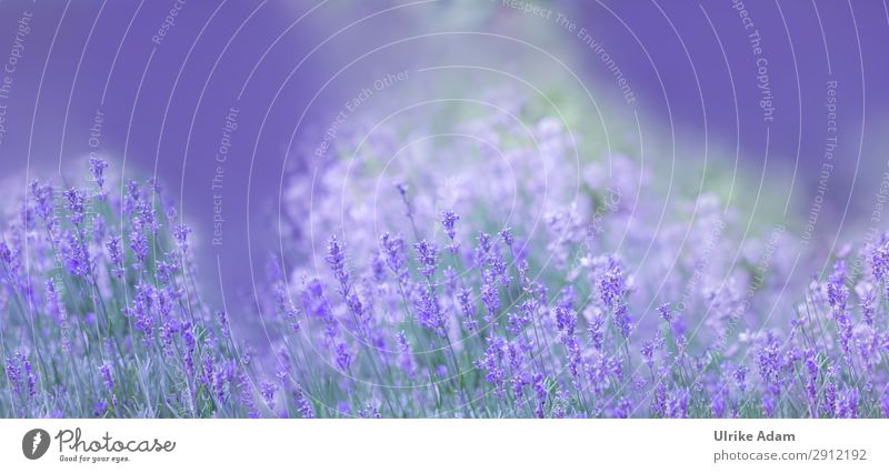 Lavendel Traum Design schön Alternativmedizin Wellness Leben harmonisch Wohlgefühl Zufriedenheit Erholung ruhig Meditation Kur Spa Tapete Feste & Feiern Natur