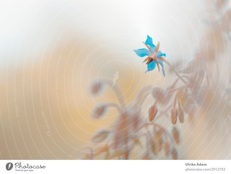Blume - Blüte des Borretsch Kräuter & Gewürze Heilpflanzen Ernährung Alternativmedizin Gesunde Ernährung Wellness harmonisch Wohlgefühl Meditation Duft Spa