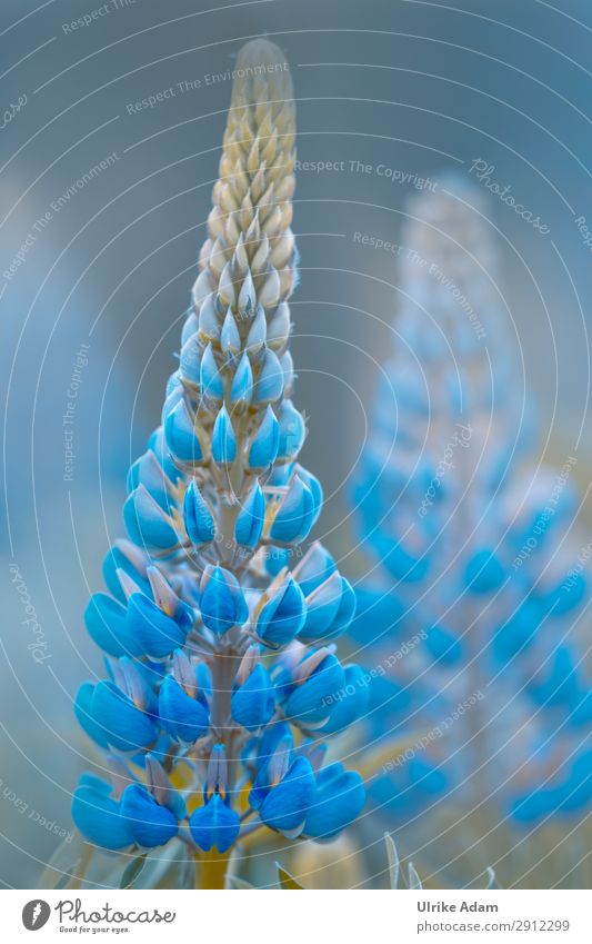 Blaue Lupinen - Blumen elegant Design Wellness Leben harmonisch Wohlgefühl Zufriedenheit Erholung Meditation Spa Spielen Dekoration & Verzierung Tapete