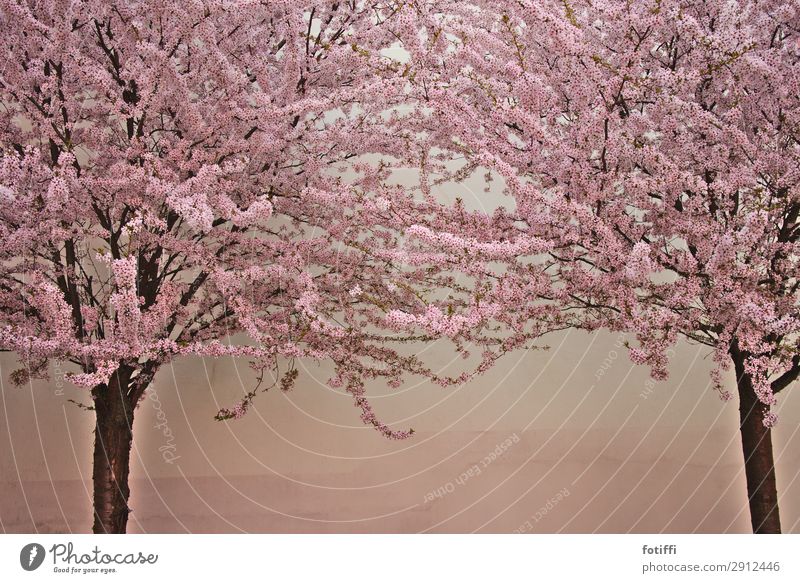 zierde Natur Pflanze exotisch Garten Park Wachstum rosa Baum Kirsche Zierkirsche Blühend Blütenknospen Blütenmeer Duft Bestäubung Insekt Geruch friedlich Ast