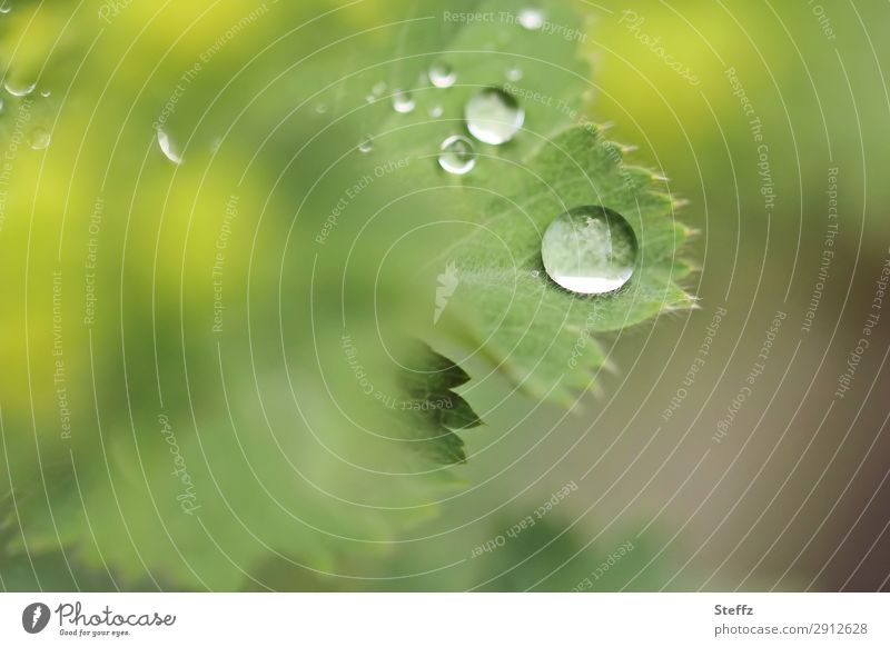 Frauenmantelblatt nach dem Regen Alchemilla Lotuseffekt hydrophob Regentropfen Tropfenbild Guttationstropfen Heilpflanze Wassertropfen Mai Mairegen