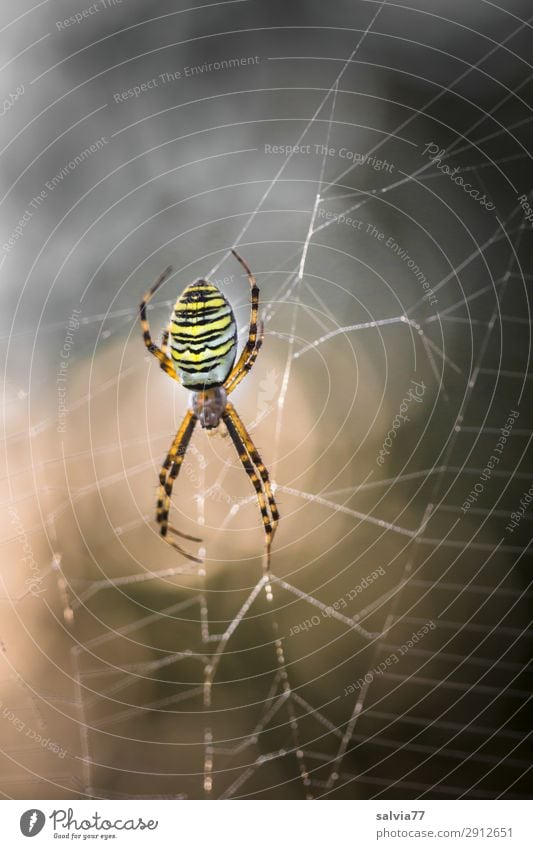 Wespenspinne Natur Tier Wildtier Spinne Radnetzspinne 1 Jagd warten außergewöhnlich bedrohlich dunkel Wachsamkeit Erwartung planen Surrealismus Überwachung