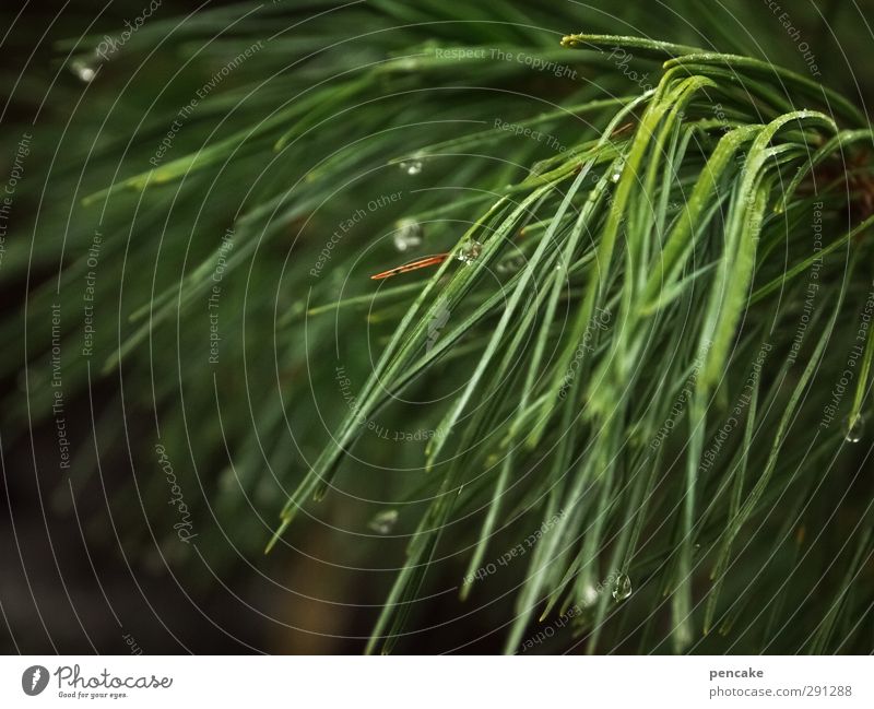 pine Natur Pflanze Urelemente Baum Wald nachhaltig grün Verlässlichkeit rein Wellness Kiefer Kiefernnadeln Tropfen wohltätig Schwimmen & Baden ölig Gesundheit