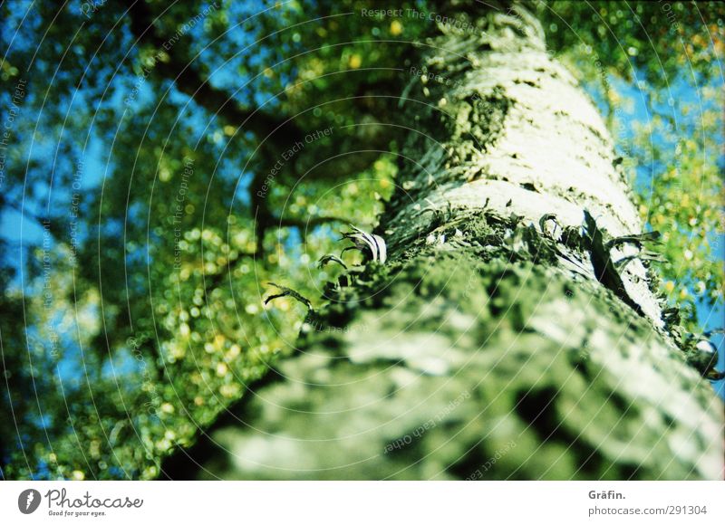 [wpt HH 10.12] Früher Frühling - später Herbst Pflanze Baum Blatt Wald Wachstum gigantisch blau grau grün Kraft ruhig Natur Umwelt Umweltschutz Baumstamm