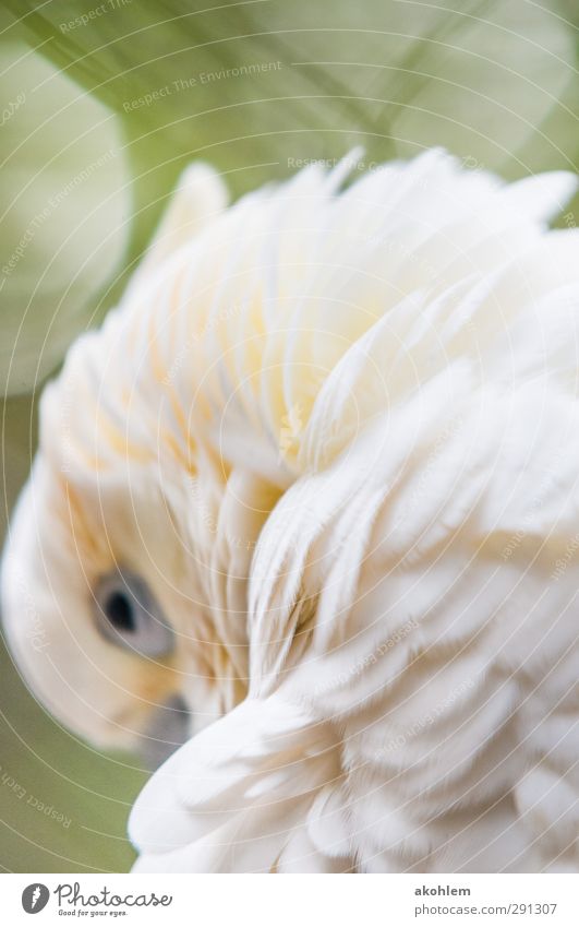 Kakadu Tier Vogel Tiergesicht Flügel Zoo 1 Denken Erholung Blick elegant exotisch schön kuschlig Wärme weich gelb grün weiß Verschwiegenheit Warmherzigkeit