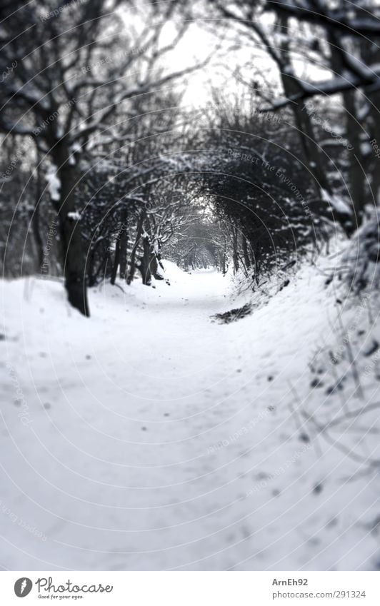 Schneetunnel Natur Winter Baum Sträucher Wald kalt Schwarzweißfoto Außenaufnahme Menschenleer Tag Kontrast