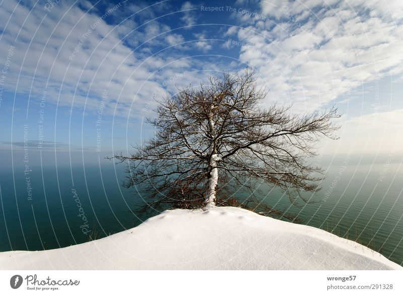 Baum am Kliff Natur Landschaft Pflanze Erde Luft Wasser Himmel Wolken Horizont Winter Schönes Wetter Schnee Küste Ostsee Kreidefelsen Felsvorsprung Deutschland