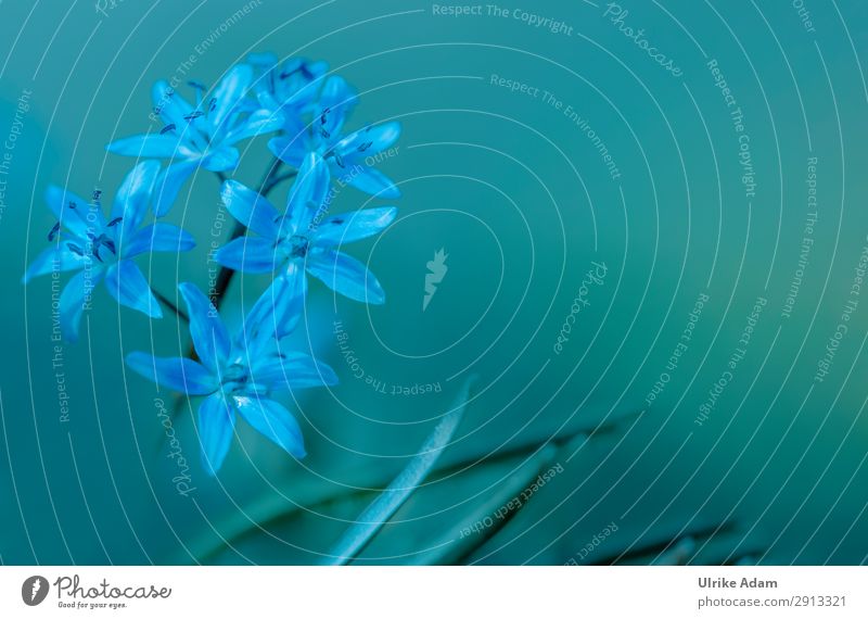 Blausterne (Scilla) Wellness harmonisch Zufriedenheit Erholung Ostern Geburtstag Natur Pflanze Frühling Blume Blüte Blühend frisch schön wild blau natürlich