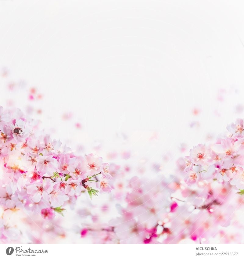 Kirschblüten Rahmen auf weiß Lifestyle Stil Design Sommer Natur Pflanze Frühling Blatt Blüte rosa Duft Hintergrundbild April Vor hellem Hintergrund Mai Blume