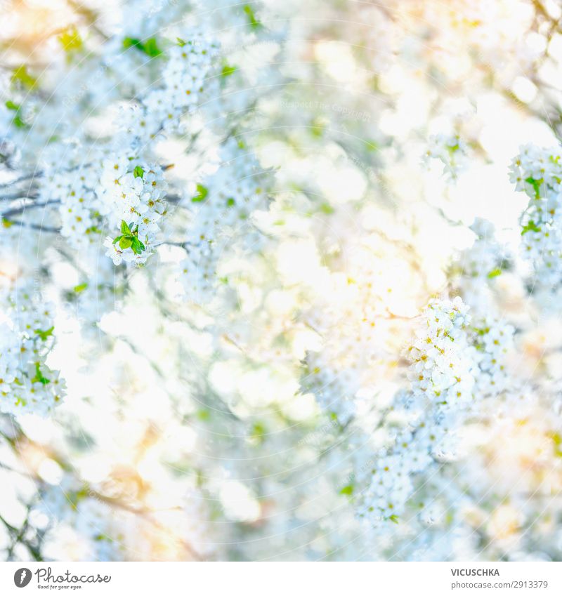 Weißer blühende Hintergrund mit grünen Blättern Lifestyle Sommer Garten Natur Pflanze Frühling Blatt Blüte Park weiß Design Hintergrundbild Sonnenlicht