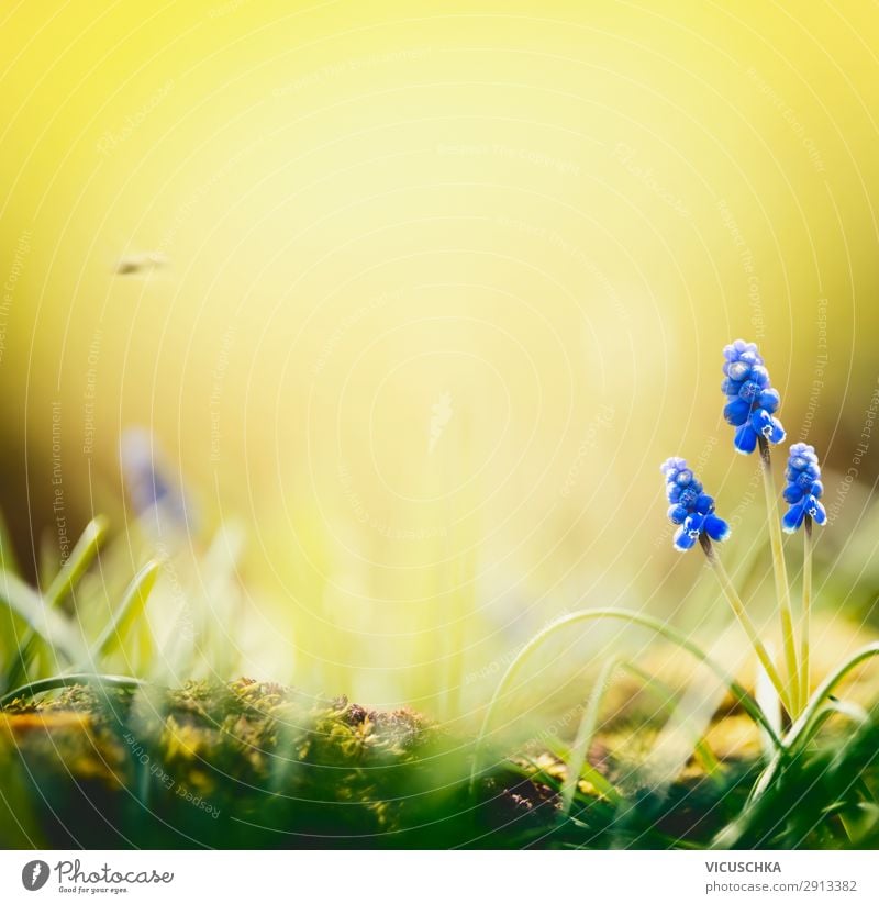 Frühlings Natur Hintergrund mit Hyazinthen Blumen Lifestyle Freude Sommer Garten Landschaft Pflanze blau gelb Hintergrundbild hyacinth springtime day flower